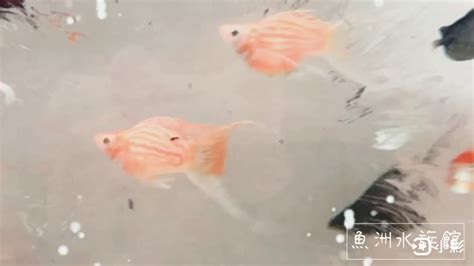 天鵝魚兇|梭子魚